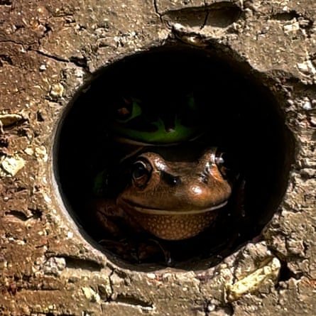 A frog’s face can be seen in a masonry brick hole