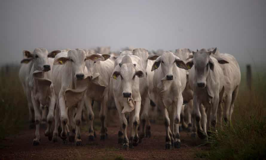 Cattle farming in Brazil.