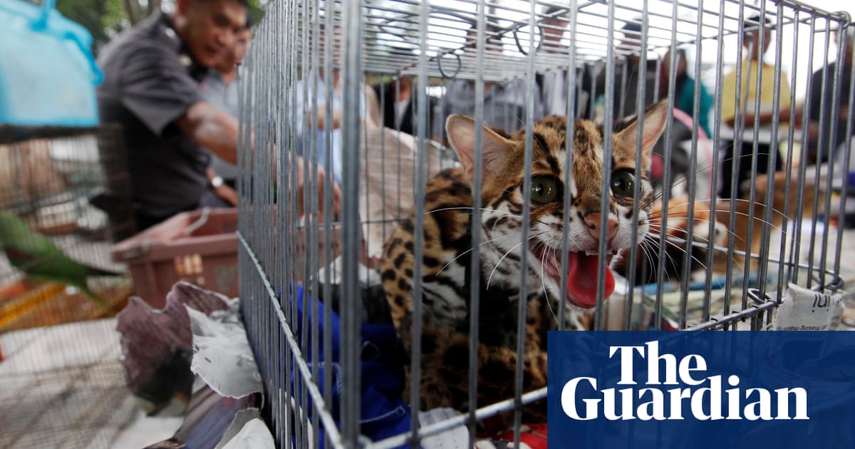 Thousands of wild animals seized in smuggling crackdown | Illegal wildlife  trade | The Guardian