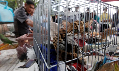 Caged animals seized during a police crackdown