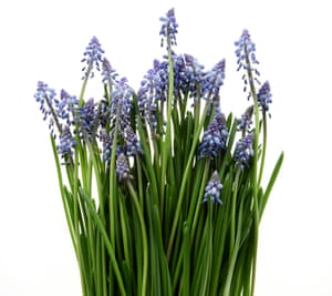 Hyacinths