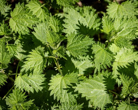 Stinging nettles