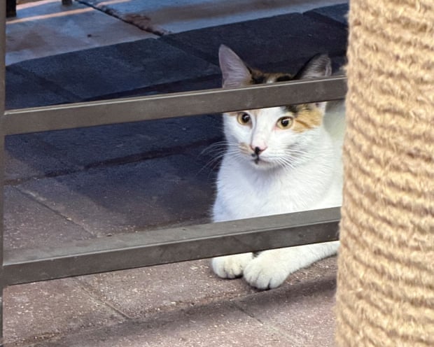 One of the many cats of Istanbul