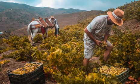 Two men picking grapes and loading them into the panniers of a horse in the Spanish hills