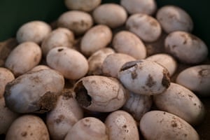Crocodile eggs piled up