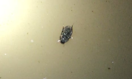 upside down walking beetle on water