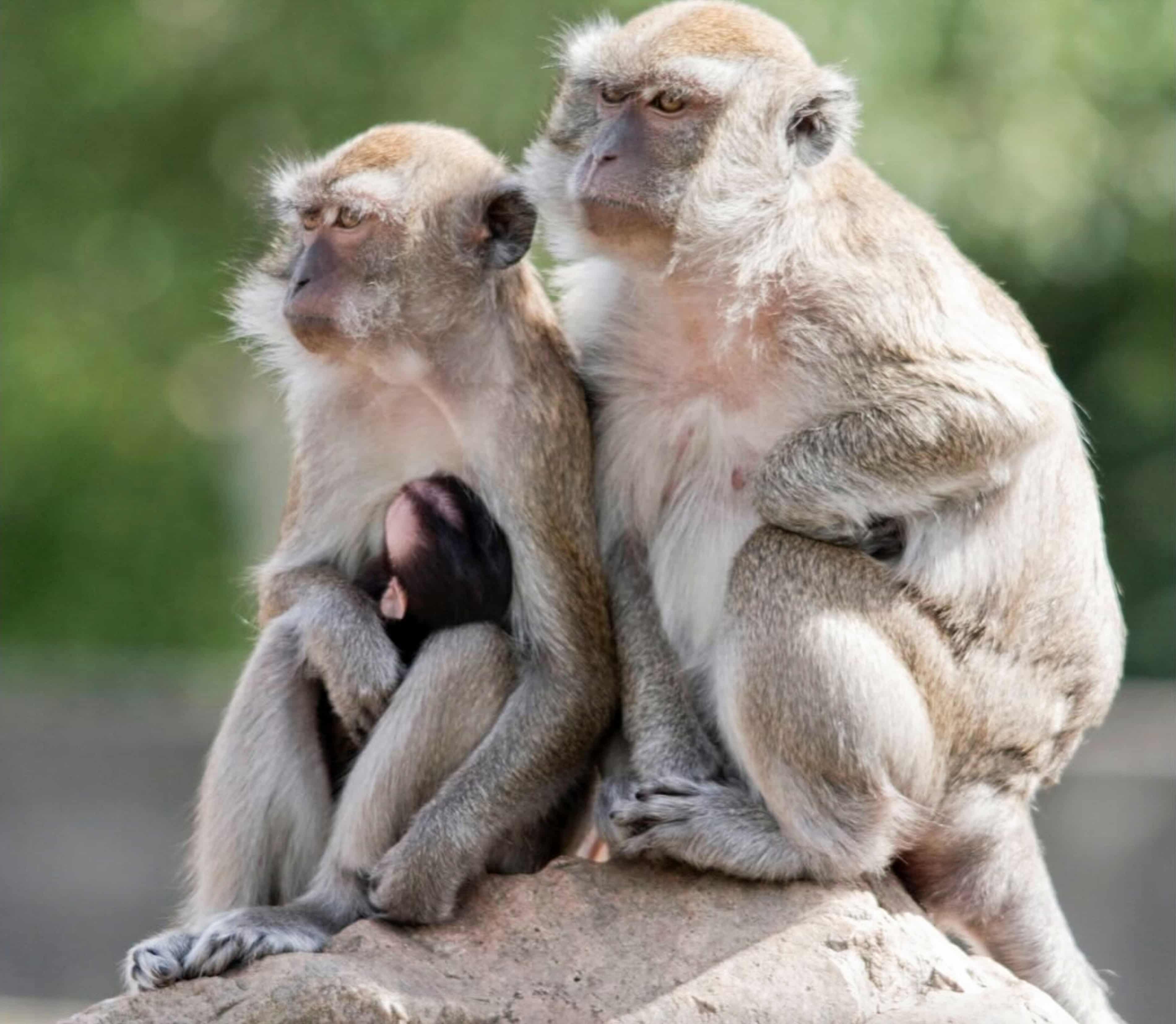Forty monkeys on the loose in South Carolina after escaping research facility (theguardian.com)