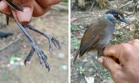 Composite image of the black-browed babbler showing its feet and and the whole bird