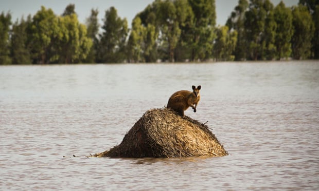 Rising flood waters trap a wallaby outside Dalby in Queensland, Australia, during December 2010. 
