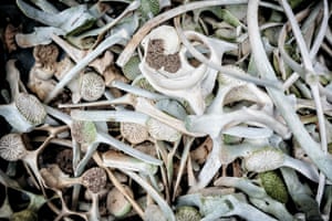 A bin of small whale bones.