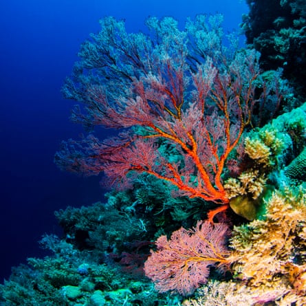 A coral reef off Palau