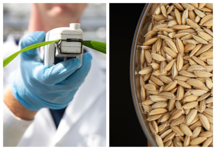 Left: A student measures rice crops that will be heated at an extreme temperatures at nightfall at Arkansas State University. Right: An unpolished rice sample at Arkansas State University.