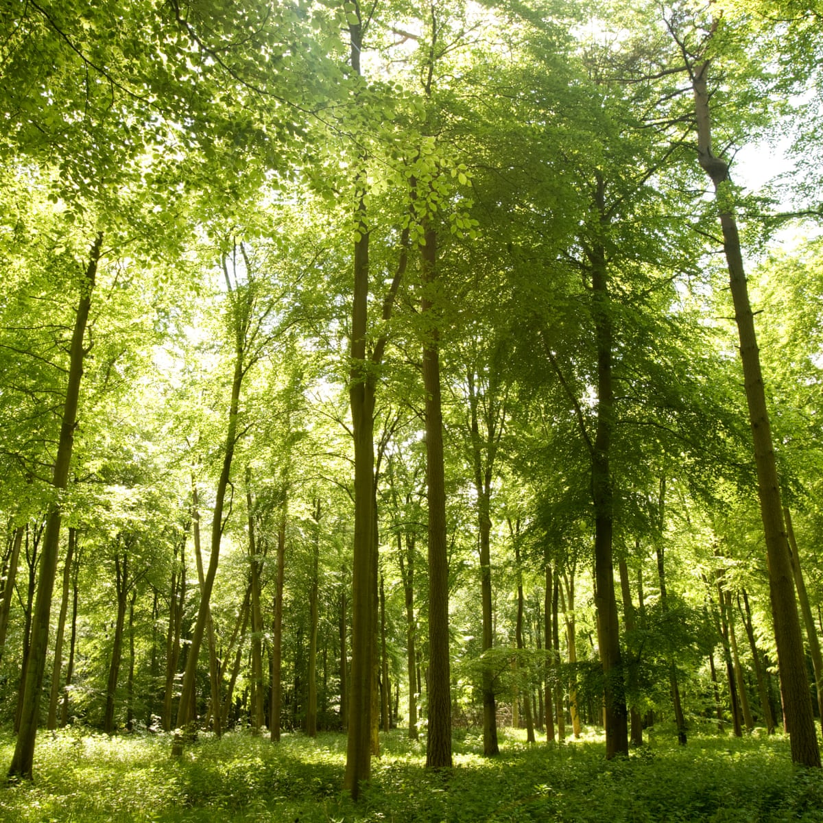 - Forest