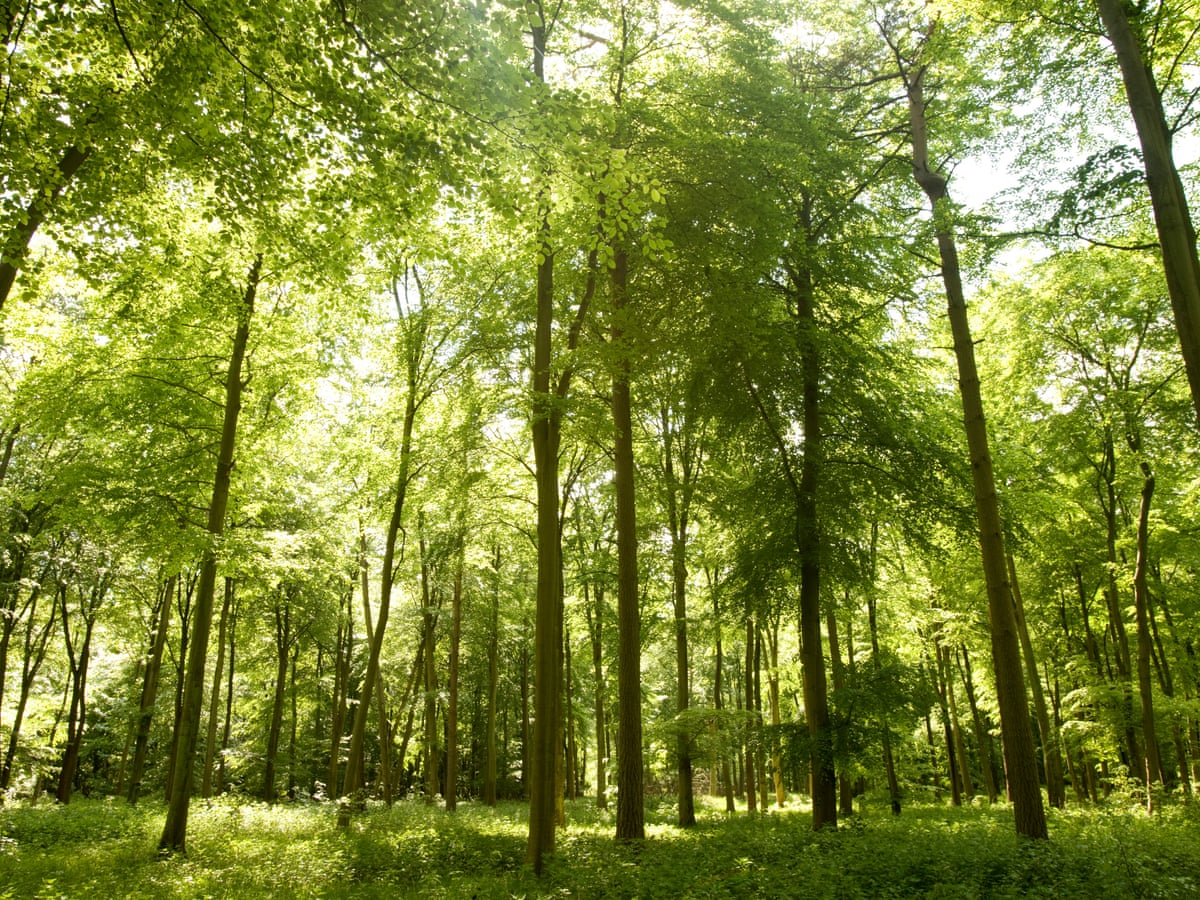 Sunlit Tree Sunlit Trees