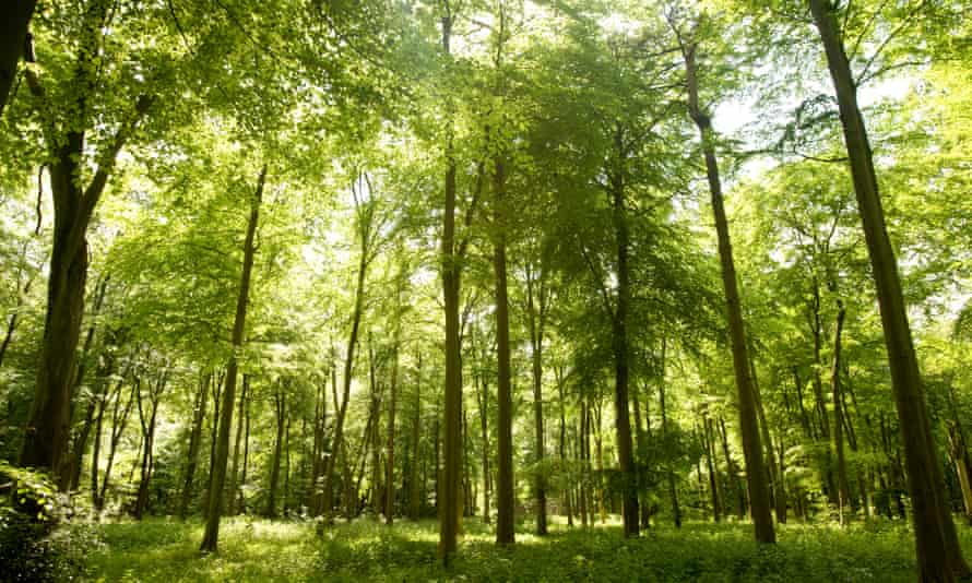 Weatherwatch Trees Bring Sunshine Into The Forest Trees And Forests The Guardian Weatherwatch Trees Bring Sunshine Into The Forest Trees And Forests The Guardian