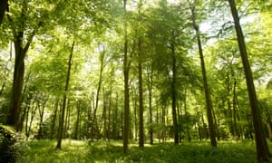 60m greenery drive to