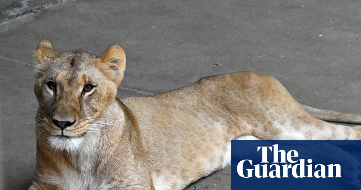 Three lions die of suspected heatstroke at Tokyo zoo as Japan swelters
