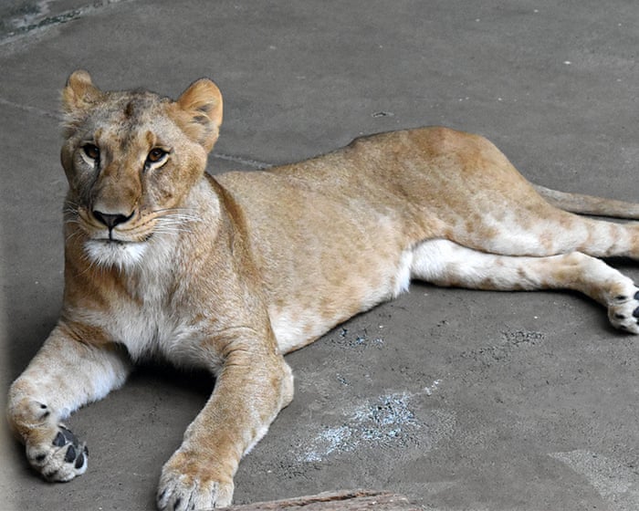 Three lions die of suspected heatstroke at Tokyo zoo as Japan swelters — image supplied by The Guardian World's feed