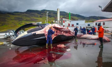 A dead whale about 20 metres long lies on its side on a tarmacked surface, which is covered in water and blood.