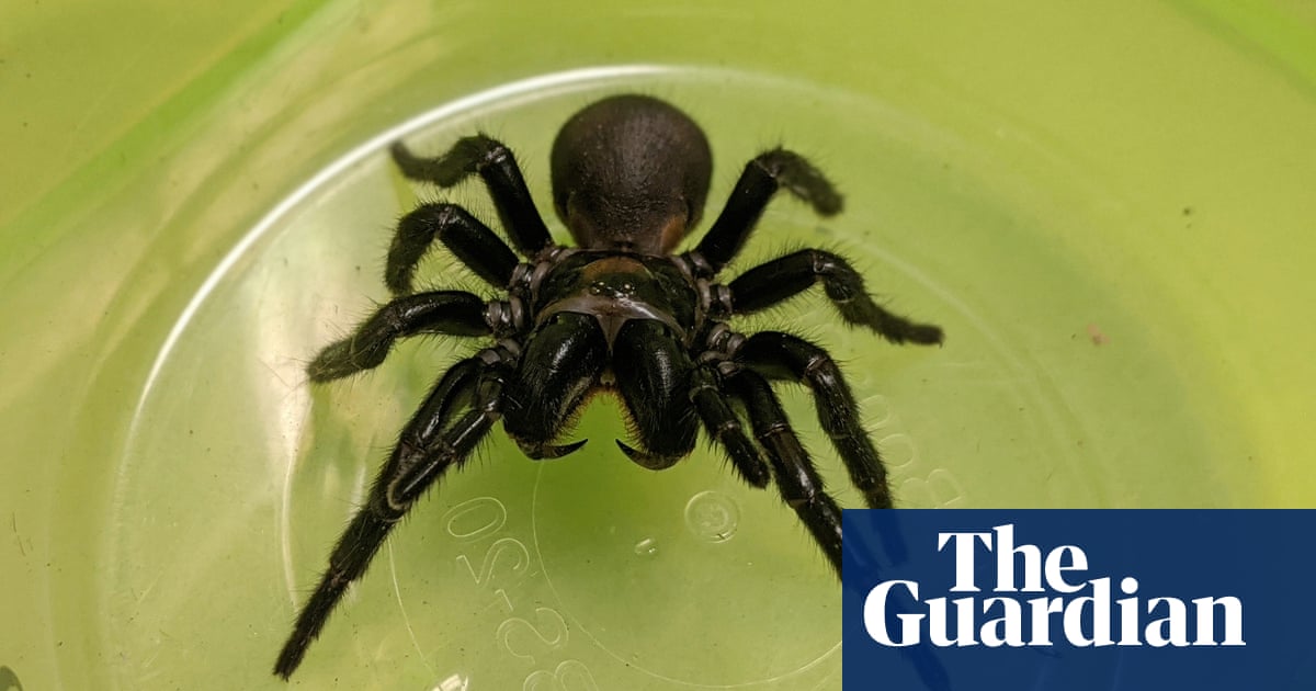 Death disruptor: how an Australian funnel-web spider may help human hearts