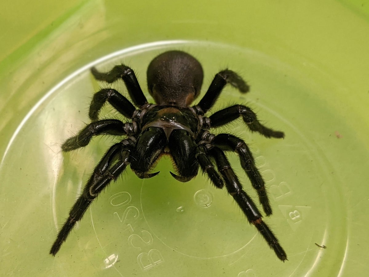 Death Disruptor How An Australian Funnel Web Spider May Help Human Hearts Heart Disease The Guardian Death Disruptor How An Australian Funnel Web Spider May Help Human Hearts Heart Disease The Guardian