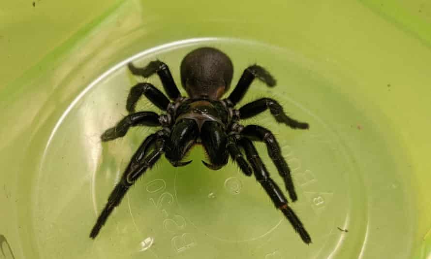 The Fraser Island funnel-web spider