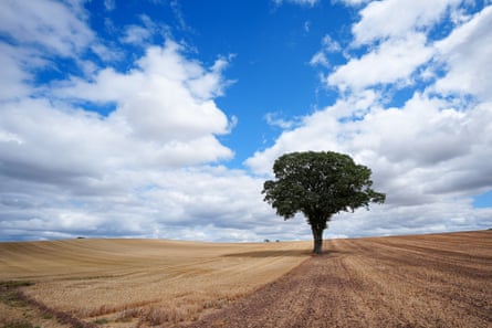 Sun bleached stubble covers a field with a single tree in the middle