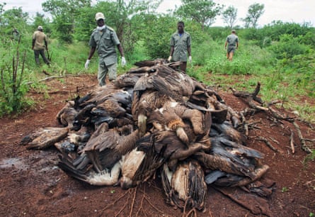The corpses of poisoned vultures