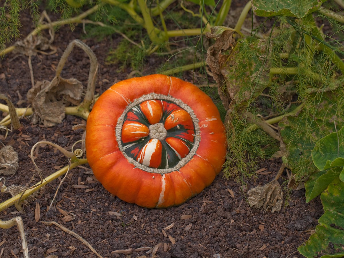 Smashing Pumpkins How To Cure And Store Squash For Winter Gardening Advice The Guardian Smashing Pumpkins How To Cure And Store Squash For Winter Gardening Advice The Guardian