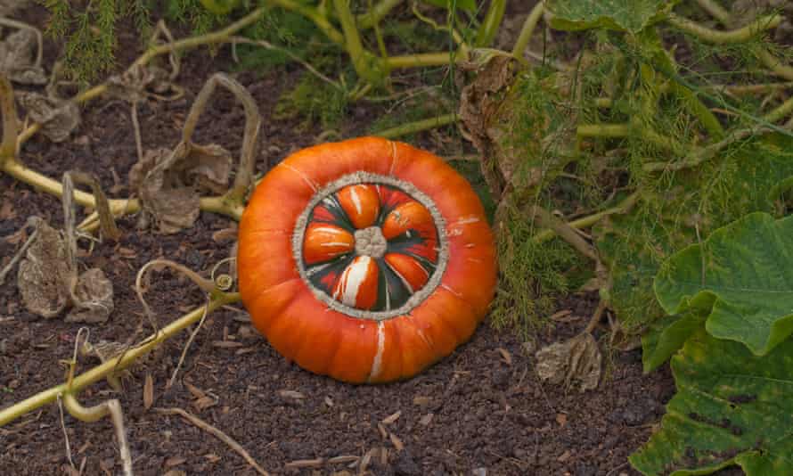 A Turk's turban pumpkin, one of the most spectacular of all the squashes.