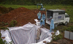 Health officials lower a pig carcass into an isolated quarantined pit in Hanoi.