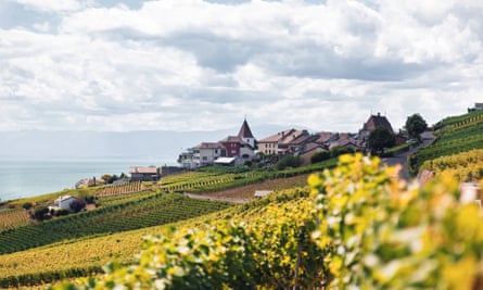Vineyards in Romania.
