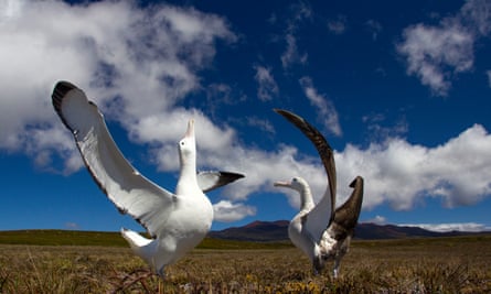 Wandering Albatross on Marion Island