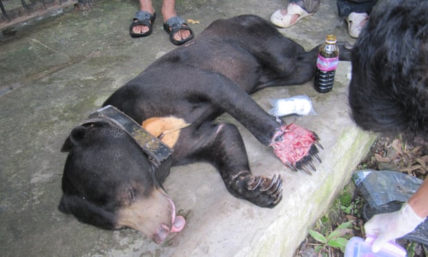 A radio-collared Malayan sun bear receiving medical treatment by Wildlife Alliance vets having been rescued from a snare in the Cardamom Rainforest Landscape, Cambodia. Sadly this individual died of his injuries.