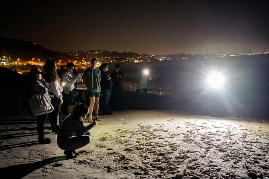 Students from Pepperdine University observe grunion spawn.