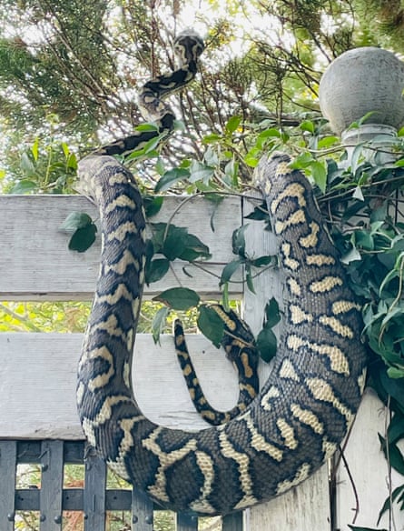 Christine’s carpet python on the back yard fence