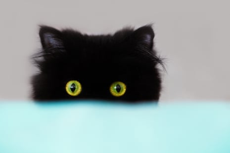 A black cat