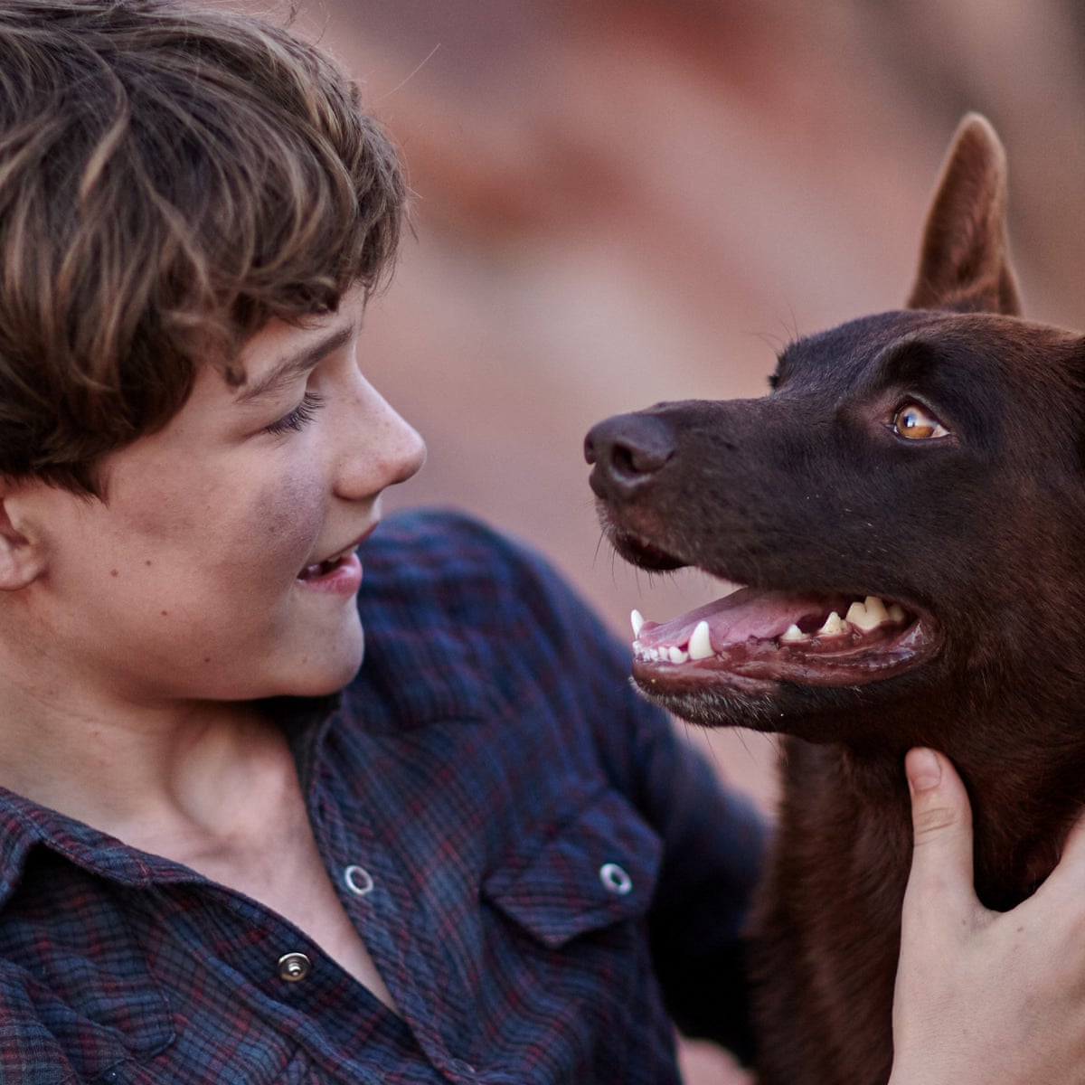 Red Dog: True Blue film-makers on what makes a dog a star: 'When you see it  you just know' | Australian film | The Guardian