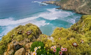 Looking down at Harris Point bay with seaside daisies and lichens in the foreground