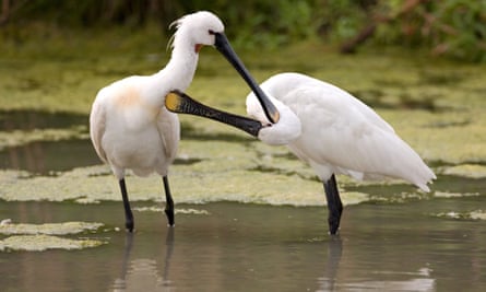 Common spoonbill in the islands’ marshy interior.