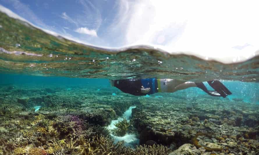 A tourist snorkelling at the Great Barrier Reef