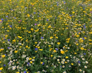 Newcastle upon Tyne, UK ‘Going wild – a swathe of summer flowers on a local allotment.’