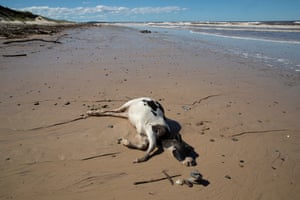 A dead cow, drowned in the floods and carried by the Manning River is washed up at Old Bar Beach east of Taree, 24 March 2021.