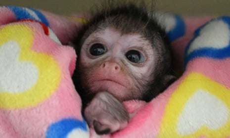 COLOMBIA-ZOO-SPIDER MONKEY<br>A 6-week-old Ateles spider monkey cub is pictured at the Cali zoo, in Cali, Colombia, on May 17, 2023. The cub was abandoned by its mother and hosted by the zoo. (Photo by JOAQUIN SARMIENTO / AFP) (Photo by JOAQUIN SARMIENTO/AFP via Getty Images)