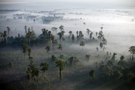 Fires burn in a rainforest cleared to plant oil palm trees