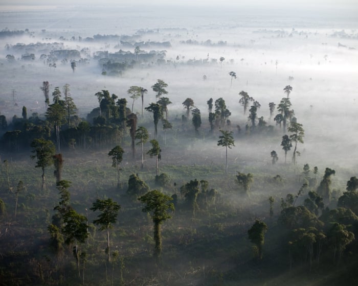 Conservationists alarmed by drastic cuts to key UK fund for global nature protection