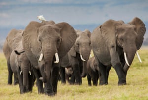 Elephants are seen in Amboseli national park, Kenya. Thousands of African elephants are dying at the hands of poachers to fuel the demand for ivory.