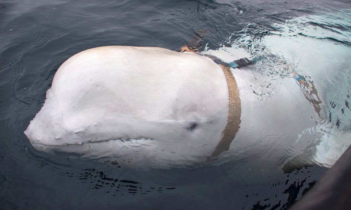 Cat Poop Parasite found in Dead Beluga Whales
