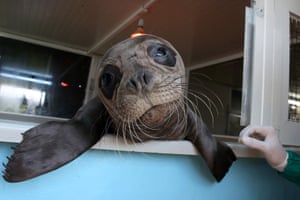 Minos, a young male seal found on a beach in Crete is treated at the facilities of the Hellenic Society for the Study and Protection of the Monk Seal, in Spata, Greece