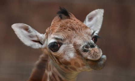 Rare Rothschild S Giraffe Born At Chester Zoo On Boxing Day Animals The Guardian